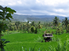 Bali 3